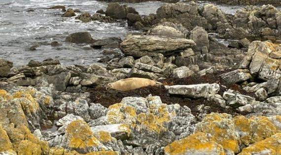 Falklands seal. Emily Williams.