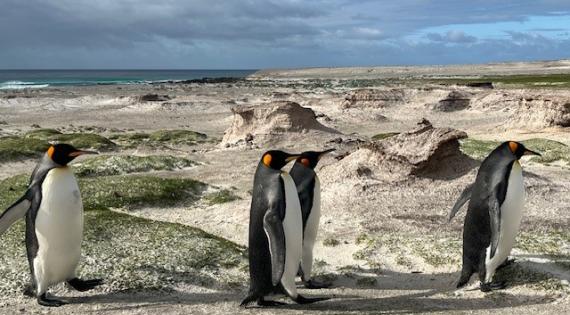 Penguins, Falklands.