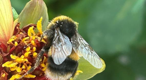 Bee on a orange Dahlia