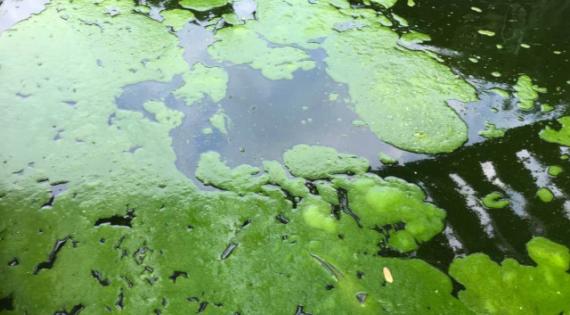 Bright green lumps of algae in dark water