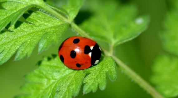 Ladybird
