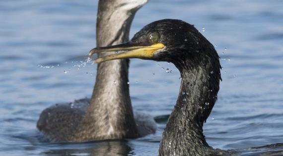 European Shags. Photo Credit Gary Howells