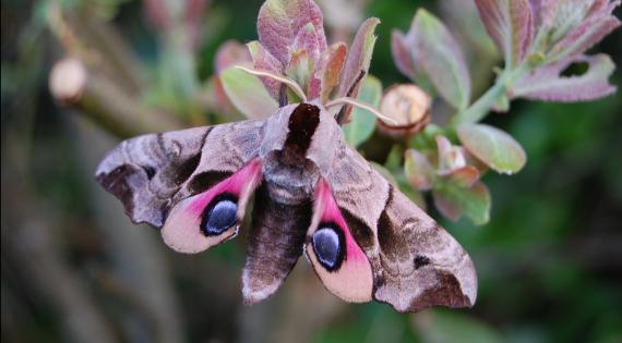 moth on plant