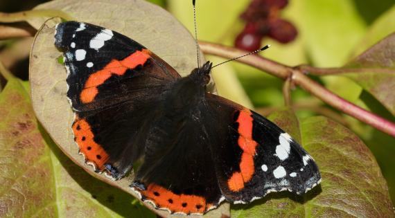 Red Admiral by Iain H Leach.