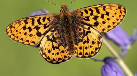 Abundance of Pearl-bordered Fritillary, above, has plummeted 70% since 1976. Photos by Iain H Leach