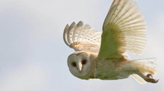 Barn Owl