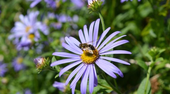 Image: Hoverflies are common in gardens and important pollinators. Credit: Abigail Lowe 