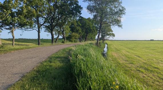 Tree and field-lined path