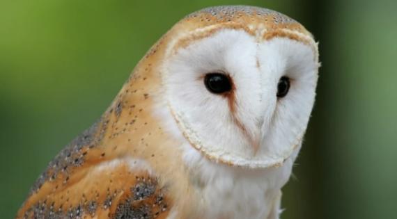 The barn owl (above) is one of the most frequently received species for the PBMS. Image credit: Indydan