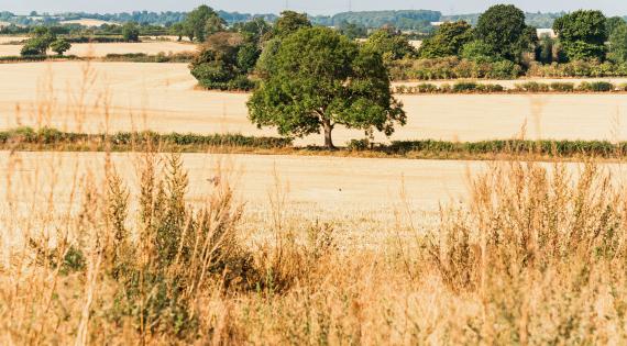 Dry fields. Photo: Unsplash