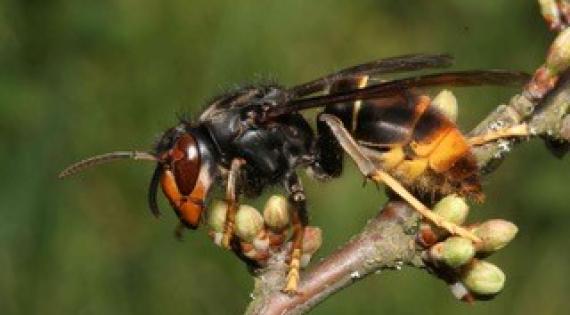 Asian hornet