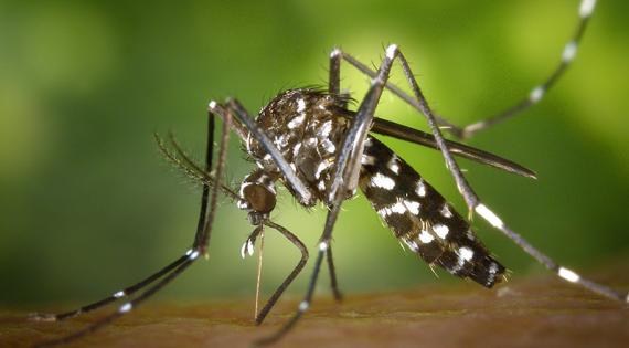 Asian tiger mosquito