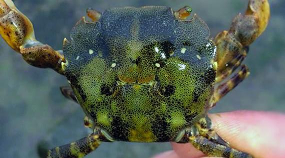 Asian shore crab Asian shore crab
