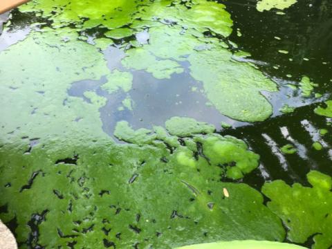 Lumpy cyanobacteria Lumpy cyanobacteria
