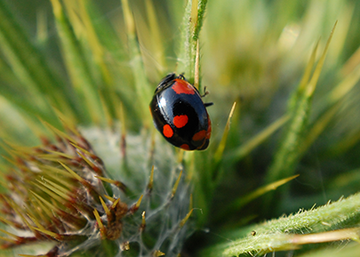 2-spot ladybird