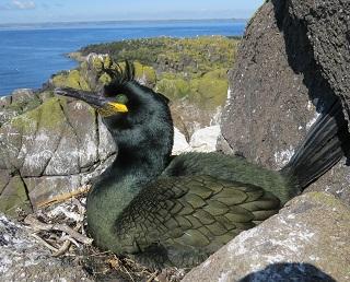 Nesting European shag