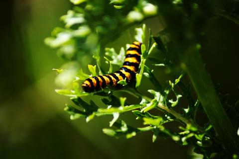 Caterpillar on plant