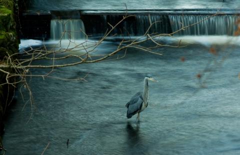Heron in a river