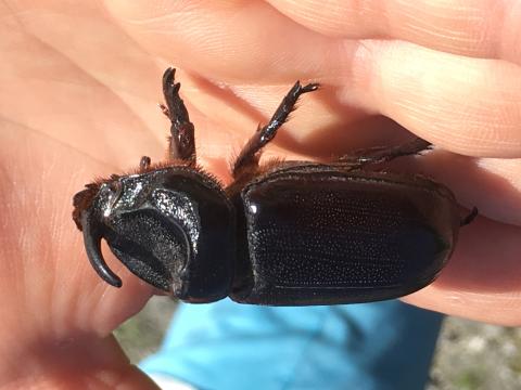 Picture of Asiatic rhinoceros beetle, a non-native species on Diego Garcia. Photo credit Jodey