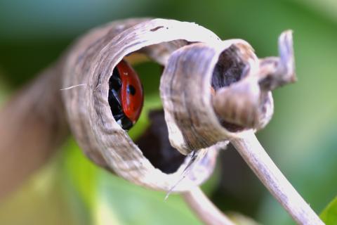 7-spot ladybird Photo: Denise Pallett