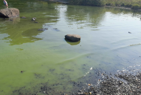 Cyanobacteria at Windermere Cyanobacteria at Windermere