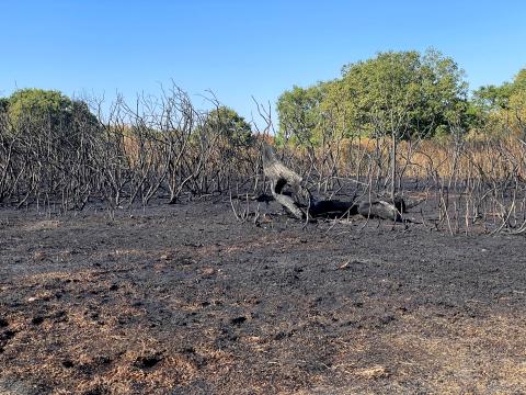 Fire damage at Epping Forest Photo Tim Parker