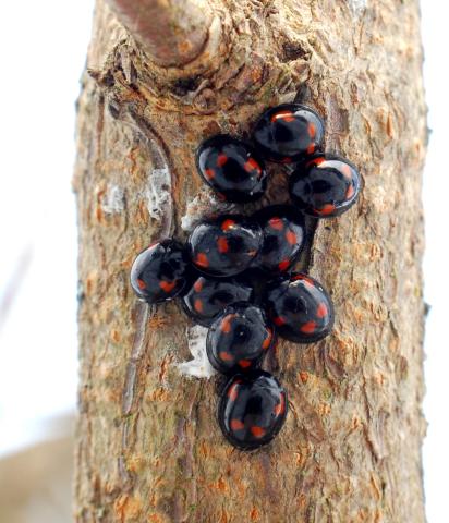 Overwintering Pine ladybirds  Photo Richard Comont