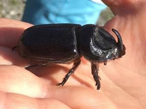 Asiatic rhinoceros beetle sitting in the palm of a hand