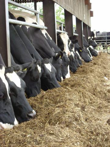 Cows eating