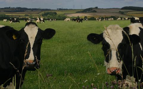 Cows Cows