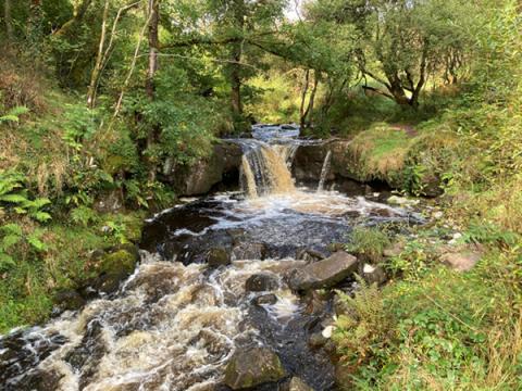 Upland stream showing brown from high dissolved organic matter levels