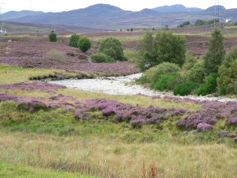 Countryside Survey Cairn Gorm