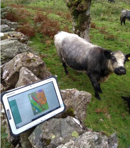 Countryside Survey Cow
