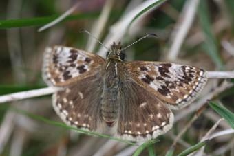 Dingy skipper butterfly