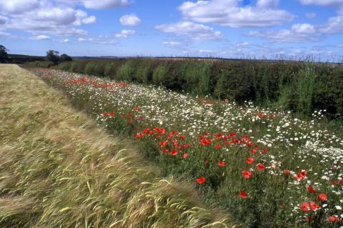 wildflower margin Photo: Richard Pywell Wildfloer margin