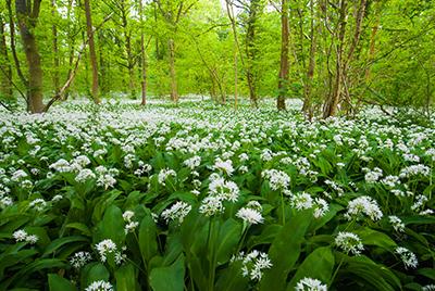 Alium flowers Alium flowers