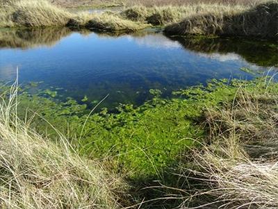 Algal growth caused by high nitrate levels in a dune slack at Aberffraw