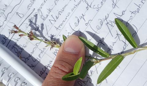 Alysicarpus vaginalis non-native species of plant on Diego Garcia, and an ecologist's field notes