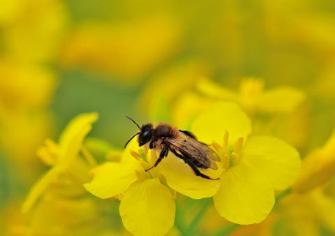 Solitary bee Andrena nigroaenea on oilseed rape photo by Lucy Hulmes