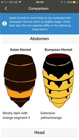 Screenshot from Asian Hornet Watch app Screenshot from Asian Hornet Watch app