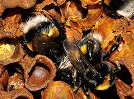Bombus terrestris bumblebees in a hive