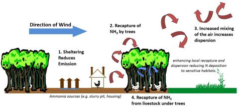 How ammonia pollution can be mitigated by trees
