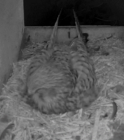 Female kestrel in a nestbox at night