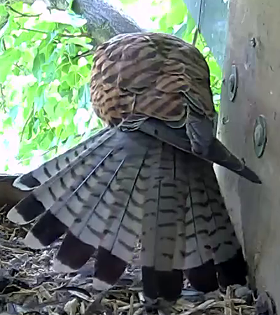 Grey feathers in the tail of a female kestrel