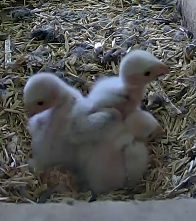Three kestrel chicks