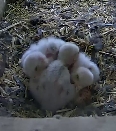 Three kestrel chicks huddled together sleeping