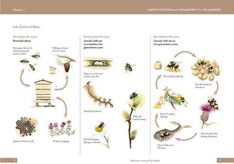 Life cycle of bees page