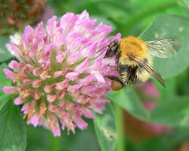 Bombus pascuorum, Common carder bee, foraging at red clover