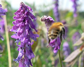 Common carder bee out foraging, photo by Claire Carvell Common carder bee out foraging