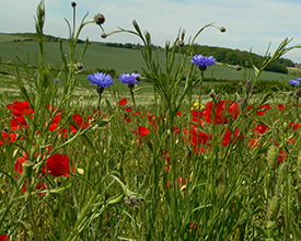 Annual flower mix on farmland